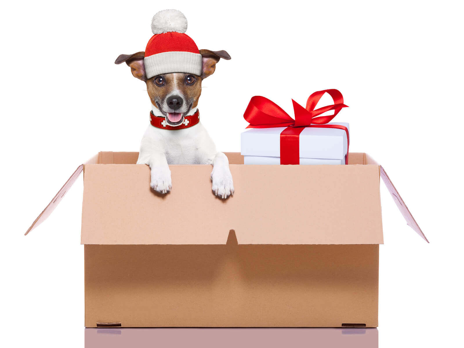 Moving with your pet