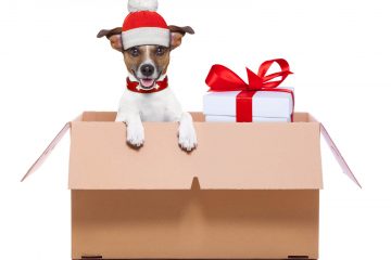 4 Things You Need To Do When Moving With Your Pet